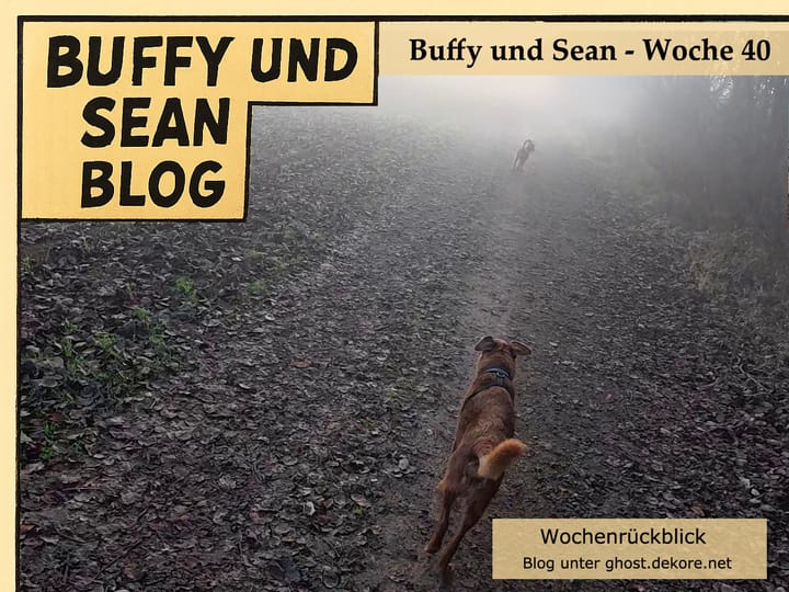 Woche 40: Video der Woche - Reif im Park und Nebel im Feld 🎥❄️🌫️