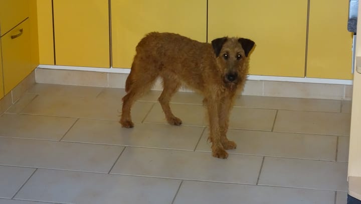 Tag 242: Körper fertig, Kopf im Umbau - Buffys Weg zur erwachsenen Hündin 🐾