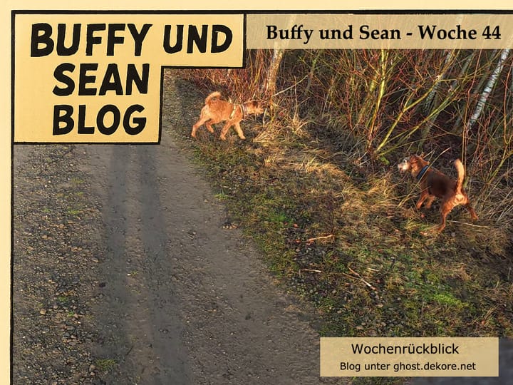 Woche 44: Video der Woche - Parkrunde und Feldspaziergang - Alltag mit Buffy & Sean 🎥