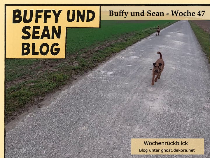 Woche 47: Video der  Woche – Karnevalsmusik im Hintergrund, Terrier im Feldmodus 🎥